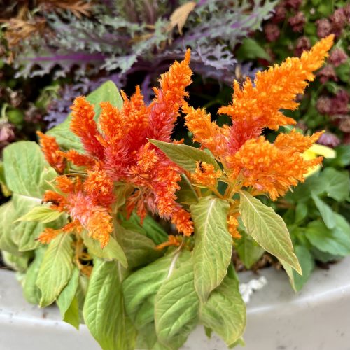 orange celosia on Broadway