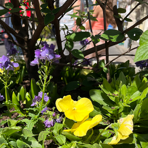 New spring plants in SoHo