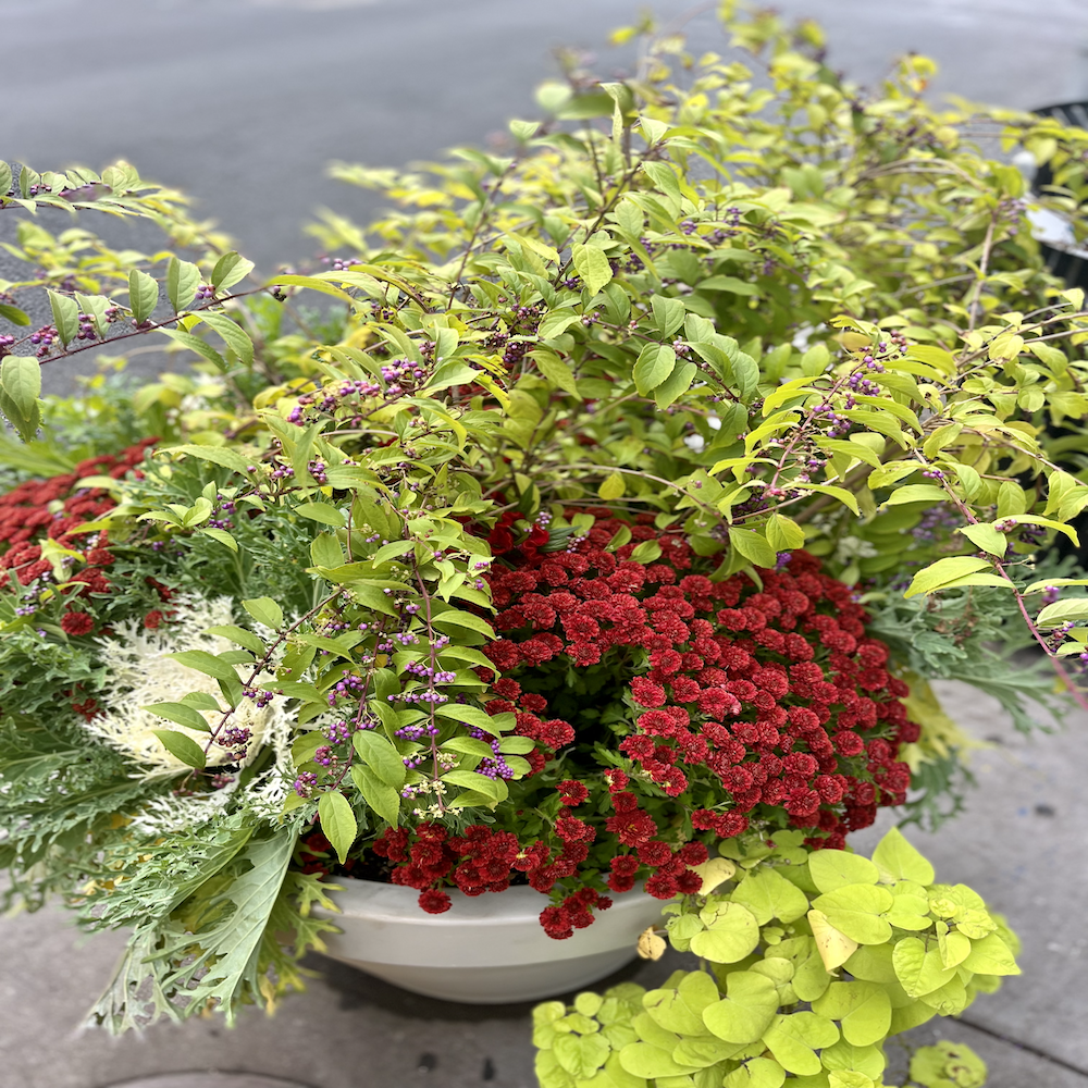 Fall blooms on Broadway